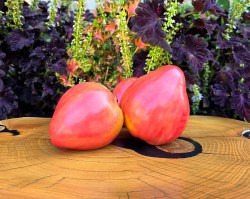 rosii gigant inima de bivol roz opal